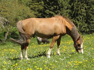 Eifel: Zucht Pferde kaufen